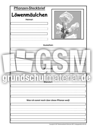 Pflanzensteckbrief-Löwenmäulchen-SW.pdf